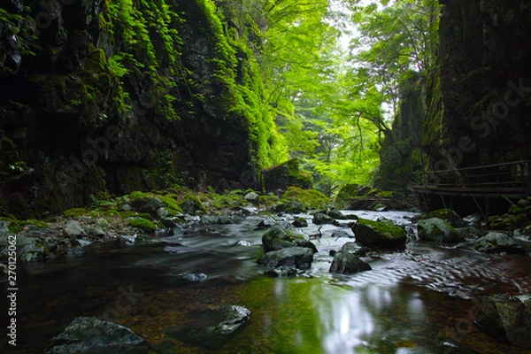 Fototapeta 山乗渓谷・不動滝