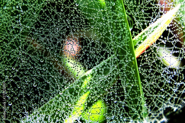 Obraz Teia de Orvalho