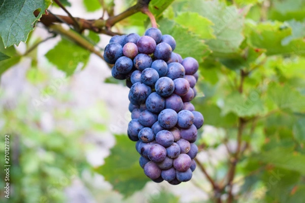 Fototapeta Grapes 