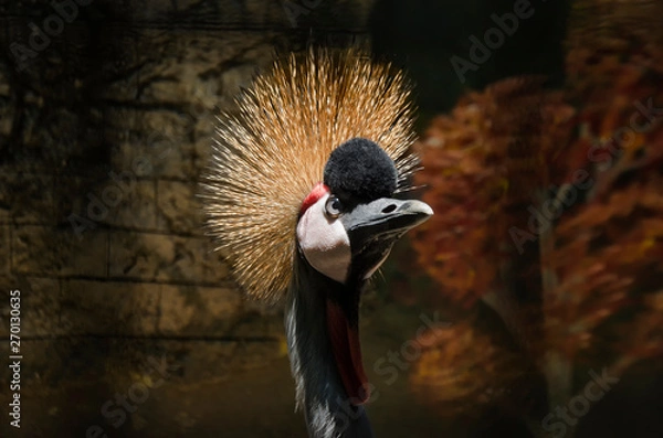 Obraz Grulla Coronada