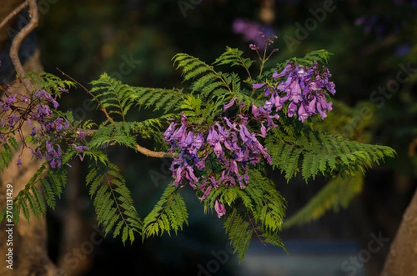 Obraz Flores de jacaranda