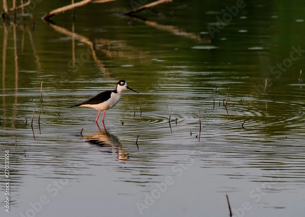 Obraz Ave en el lago
