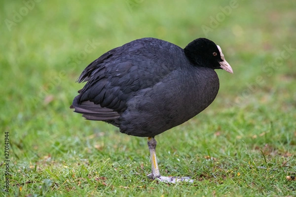 Fototapeta Eurasian coot (Fulica atra)