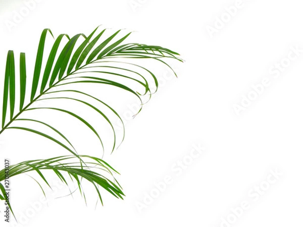 Obraz Tropical palm leaf on white background