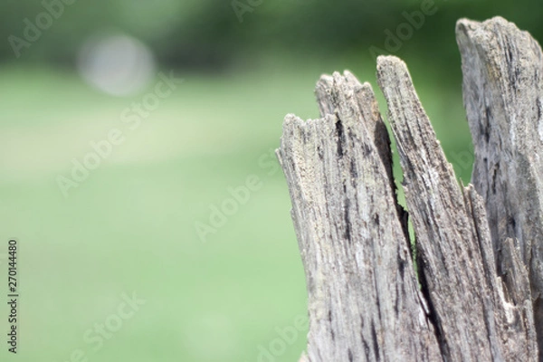 Obraz old stump with soft sunlight on blur background