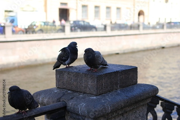 Fototapeta pigeon, bird