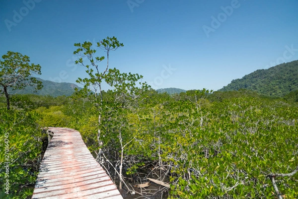 Obraz Wooden bridge through the thickets of mangroves.