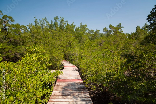 Fototapeta Wooden bridge through the thickets of mangroves.