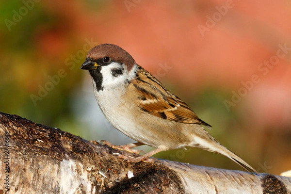 Fototapeta Tree Sparrow