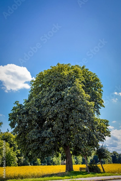 Obraz The lonely tree