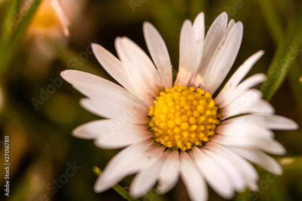 Obraz the summer is comming