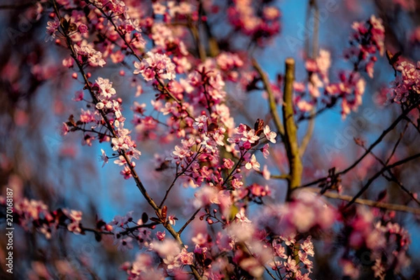 Obraz Cherry Blossom