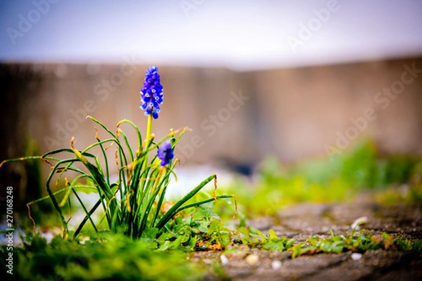 Obraz grape hyacinths