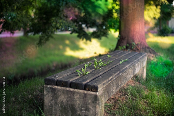 Obraz Nature is looking for your way