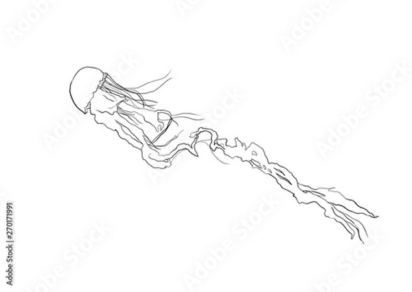 Fototapeta クラゲ