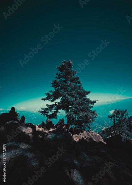 Obraz Tree over the world