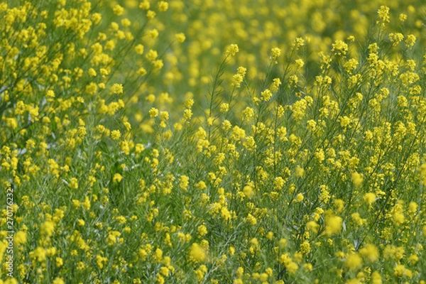 Fototapeta 黄色い花　菜の花