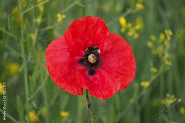 Fototapeta Mohnblüte mit Hummel in einem Rapsfeld im Frühling