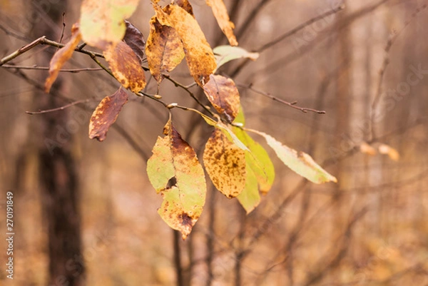 Fototapeta Autumnal Park. Autumn Trees And Leaves. Fall