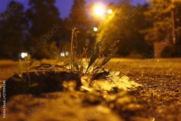 Obraz Nature & night light 