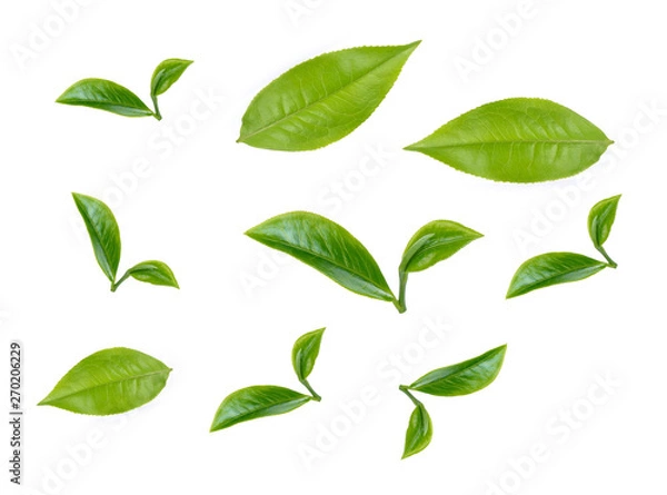 Obraz green tea leaf isolated on white background