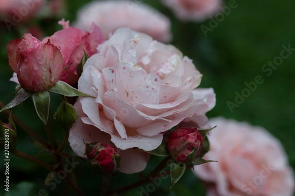 Obraz Pink roses after the rain.