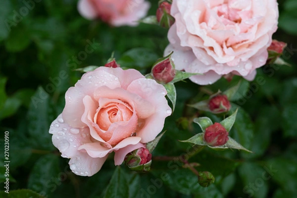 Obraz Pink roses after the rain.