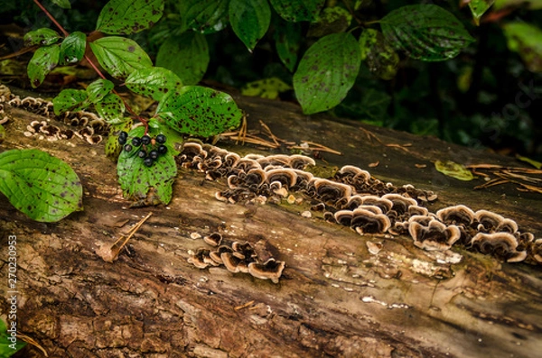 Fototapeta Mehrere kleine Pilze auf einem alten Baumstamm im Wald
