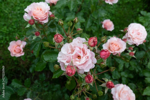 Obraz Pink roses after the rain.