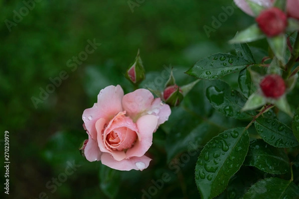 Obraz Pink roses after the rain.