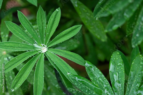 Obraz Leaves with raindrops.