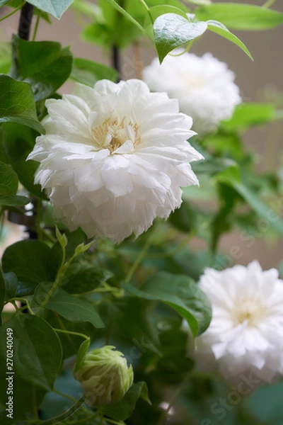 Obraz クレマチス　ダッチェス・オブ・エジンバラ