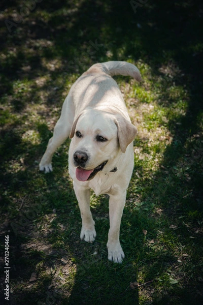 Obraz Smile and happy purebred labrador retriever dog outdoors in grass park on sunny summer day.