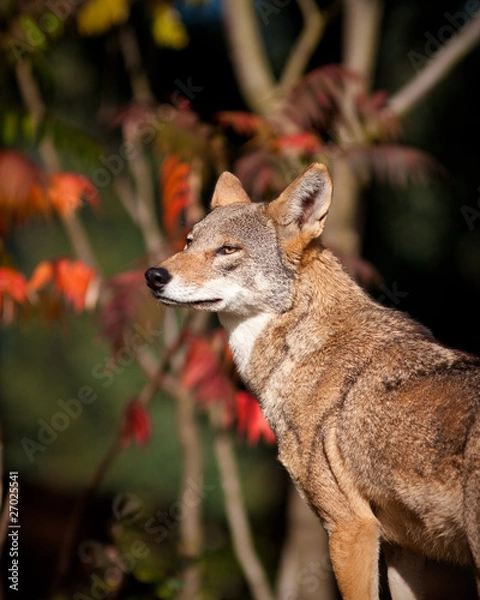 Obraz Red Wolf