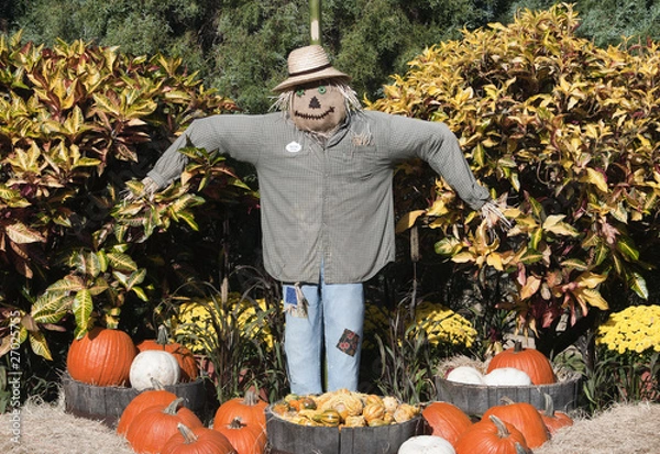 Obraz Halloween Scarecrow and Pumpkins .