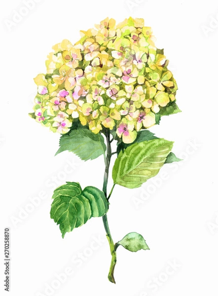 Fototapeta Hydrangea yellow illustration flower watercolor. Isolated flower of hydrangea.