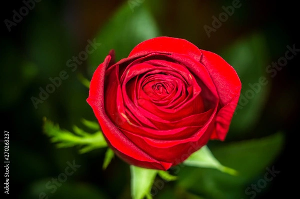Fototapeta Beautiful Red Rose flower. Nature. close up, selective focus
