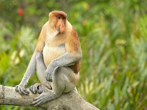 Fototapeta Proboscis monkey (Nasalis larvatus) or long-nosed monkey, known as the bekantan in Indonesia, is a reddish-brown arboreal Old World monkey with an unusually large nose. It is endemic to Borneo