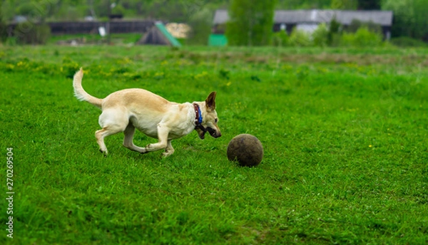 Obraz Labrador dog runs on the green grass and plays with the ball