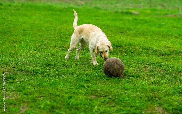 Obraz Labrador dog runs on the green grass and plays with the ball