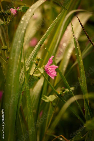 Fototapeta primavera di fiori e colori