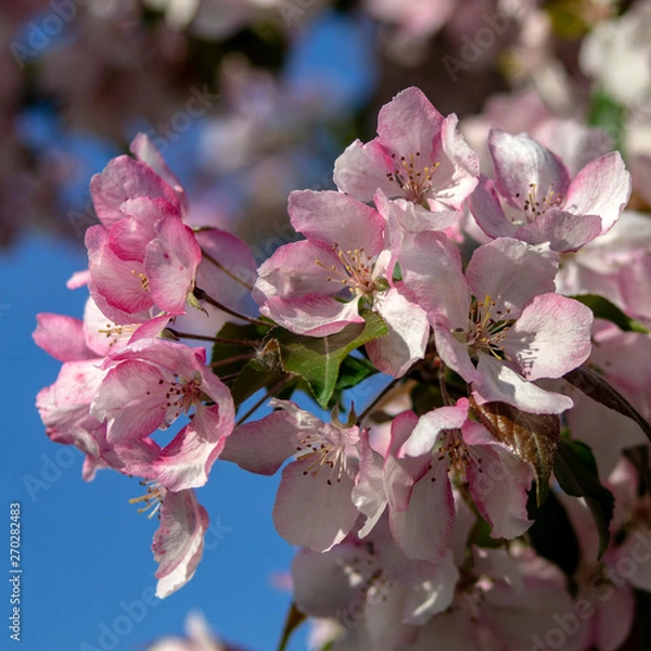 Obraz Flowering time..