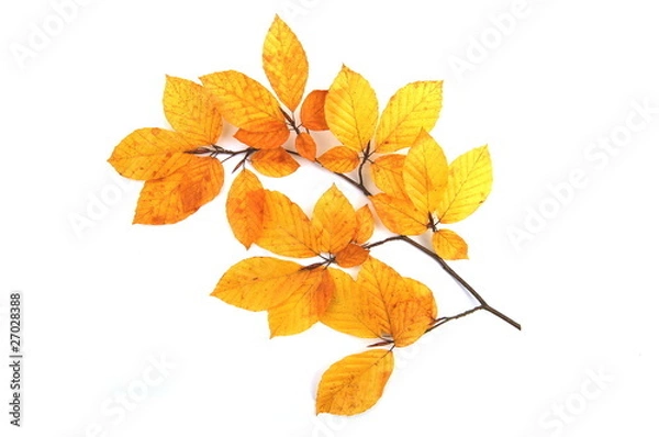 Fototapeta Liście leszczyny