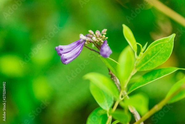 Obraz Jacaranda obtusifolia ; Beautiful purple bud flowers and blossom in tropical garden.Colourful jacaranda tree and green leaf with natureal background.selective focus