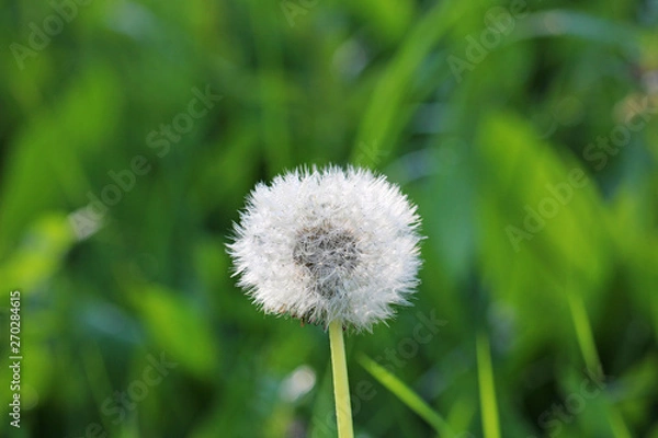 Fototapeta dandelion