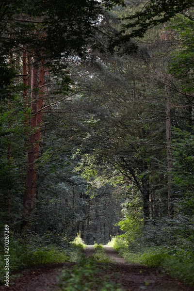 Fototapeta drone flight over a forest path