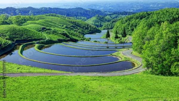 Fototapeta 扇棚田