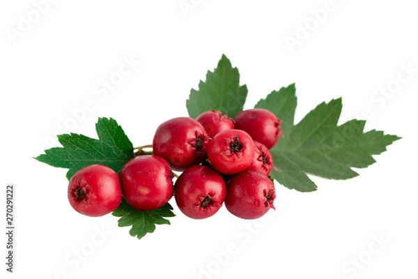 Fototapeta Hawthorn or common hawthorn or Crataegus monogyna berries  isolated on white background