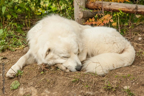 Obraz owczarek podhalanski ,dog