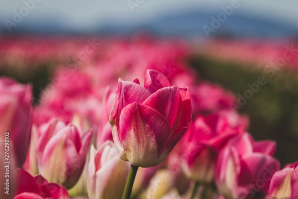 Fototapeta pink tulips in spring
